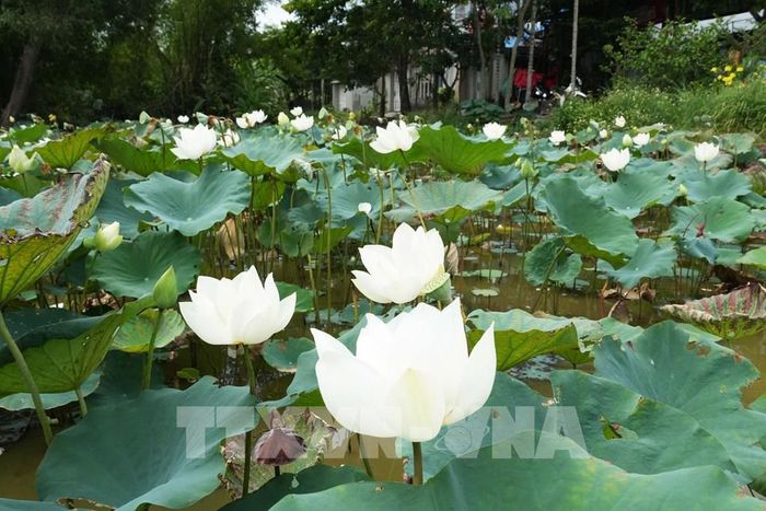 Hoa sen trắng trên hồ ở cánh đồng Bàu Vá, phường Thủy Xuân, thành phố Huế. Ảnh: Nguyên Lý - TTXVN