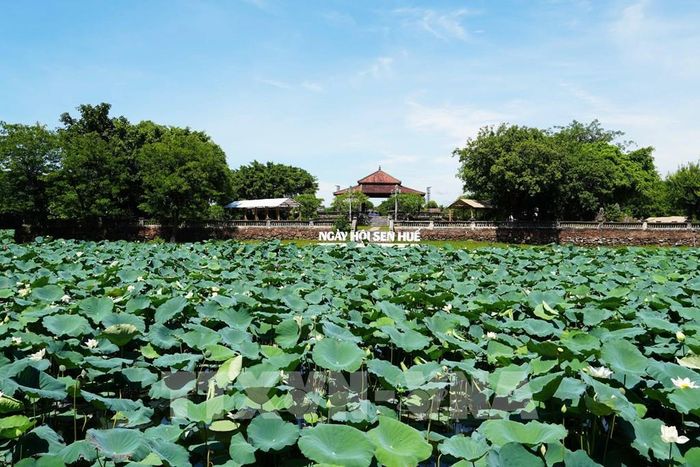 Cây và hoa sen trắng nở phủ kín mặt hồ Tịnh Tâm trong Kinh thành Huế. Ảnh: Nguyên Lý - TTXVN