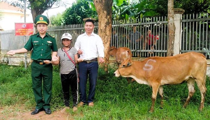 Các hộ gia đình khó khăn được trao tặng bò.