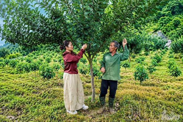 Chị Vũ Việt Hà thăm vùng nguyên liệu tại bản Giáng, xã Tuần Giáo.