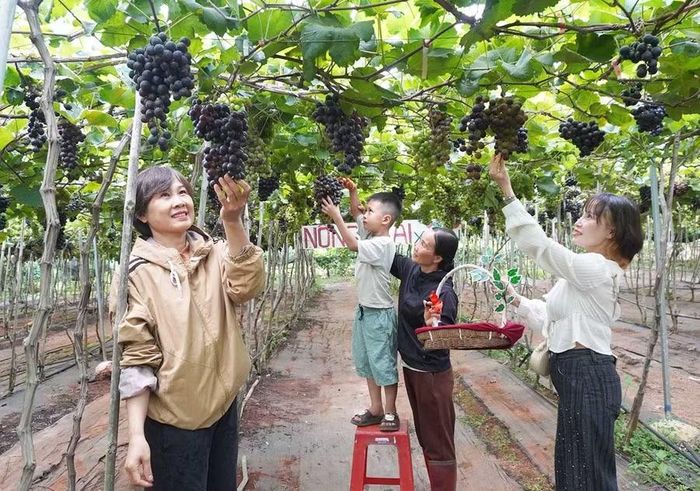  Du khách trải nghiệm hái nho tại nông trại X-Green Gia Lai. Ảnh: Chu Hằng 