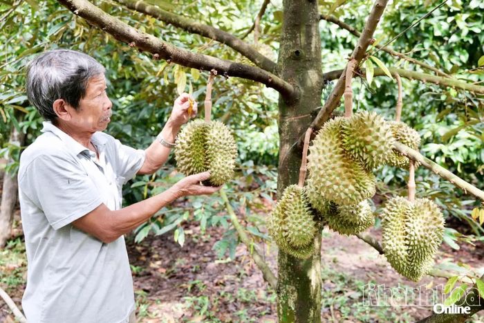 Sầu riêng đang vào vụ thu hoạch tại các nhà vườn ở xã Lâm Sơn.