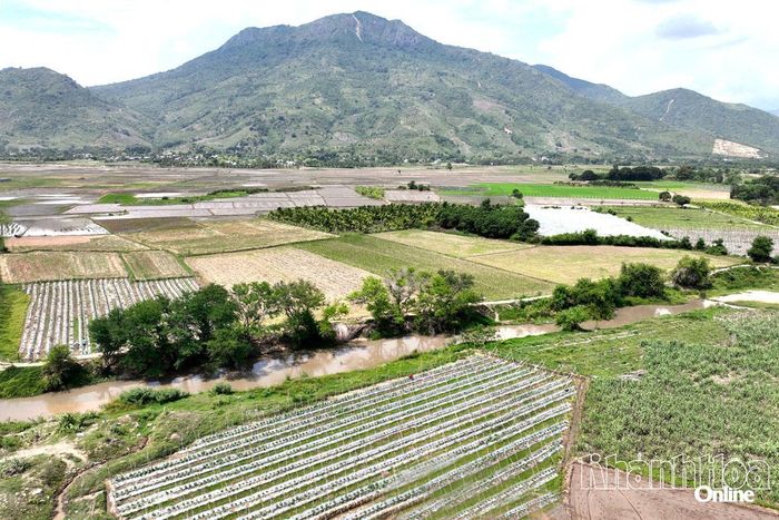Vùng đất bạc màu thôn Suối Môn (phường Ba Ngòi) hồi sinh nhờ áp dụng khoa học, công nghệ trong trồng trọt.