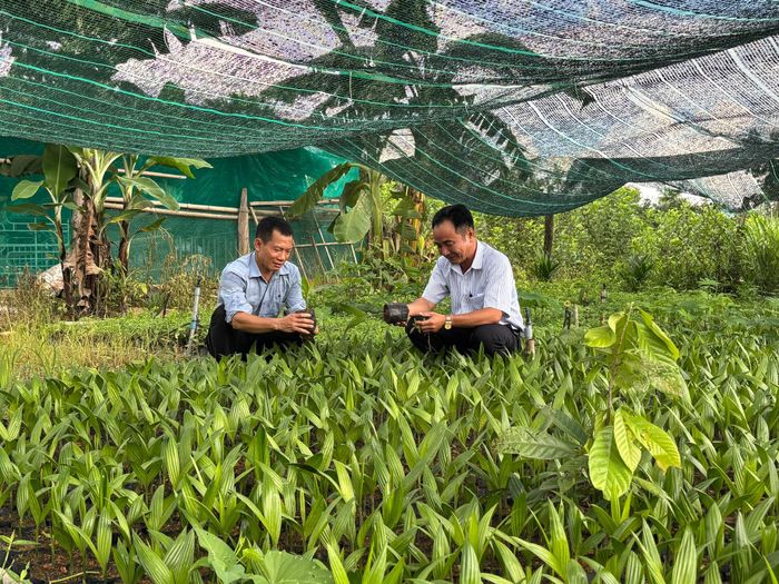 Kiểm tra chất lượng cây giống