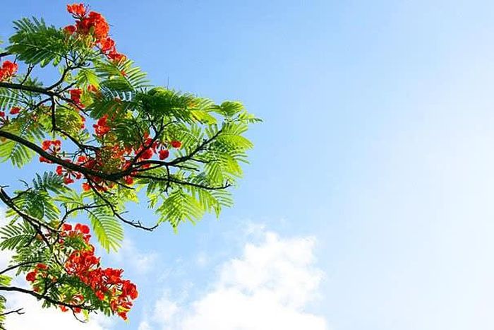 Bản tin dự báo xu thế thời tiết 10 ngày từ đêm 18/06 đến ngày 28/06/2026