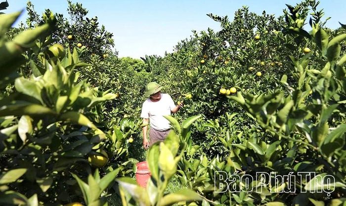 Vùng cam Cao Phong xây dựng mô hình chuyên canh tập trung theo hướng hàng hóa, nâng cao giá trị nông sản.
