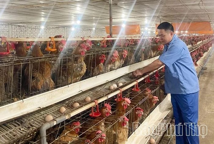 Xã Thọ Văn tập trung phát triển mô hình chăn nuôi quy mô trang trại nhằm nâng cao hiệu quả kinh tế.
