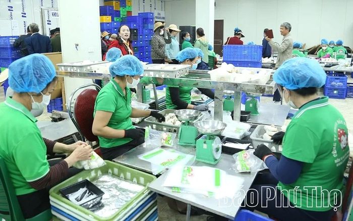 Công ty Nấm Phùng Gia, xã Bình Nguyên đầu tư chế biến sâu nhằm mở rộng thị trường tiêu thụ.