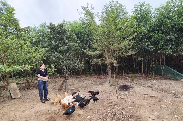 Chị Nguyễn Thị Thu Hà chăm sóc đàn gia cầm để tăng nguồn thu nhập thường xuyên - Ảnh: K.S