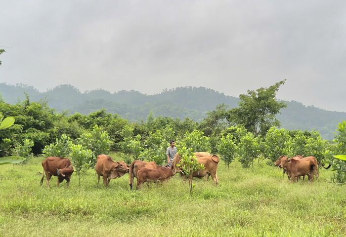 Đàn bò nuôi tập trung phát triển tốt tại mô hình do anh Lê Hữu Hoan làm nhóm trưởng - Ảnh: K.S