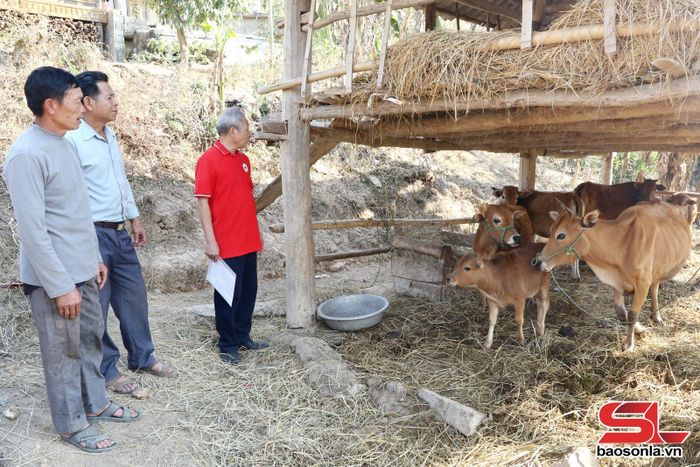 Nông dân bản Mạt, xã Mường Lèo chăm sóc đàn bò được hỗ trợ từ chương trình “Ngân hàng bò”.