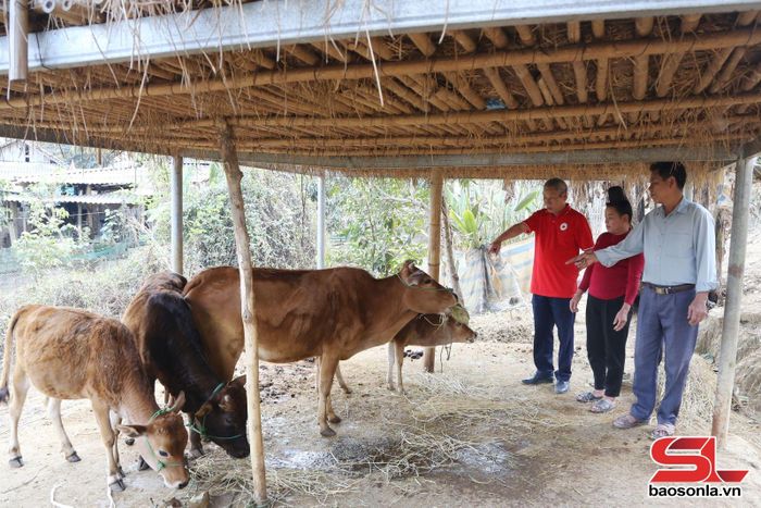 Hội Chữ thập đỏ xã Sốp Cộp kiểm tra mô hình phát triển bò từ chương trình "Ngân hàng bò".