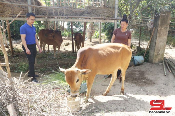 Nông dân bản Tông Hùm, xã Sốp Cộp chăm sóc bò sinh sản từ chương trình "Ngân hàng bò".
