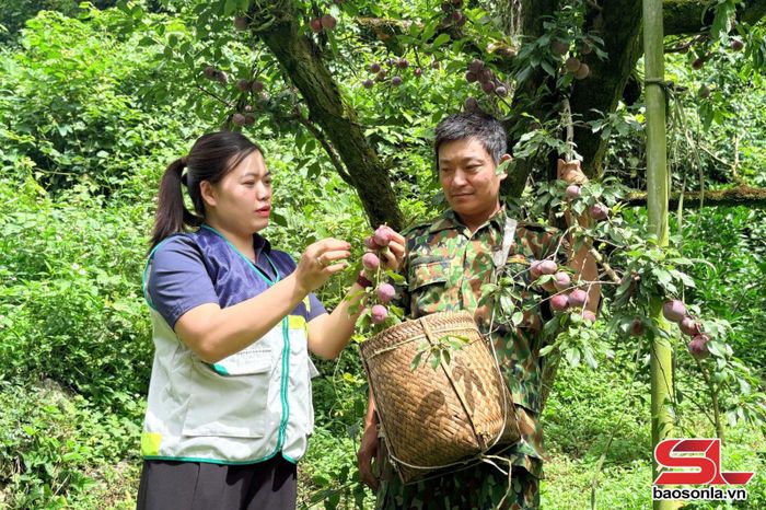 Cán bộ Trung tâm Khuyến nông và Chuyển đổi số hướng dẫn nông dân phường Mộc Châu kỹ thuật sản xuất mận theo hướng an toàn, bền vững.