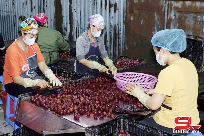 Sơ chế mận hậu tại HTX Nông nghiệp Quyết Thanh.