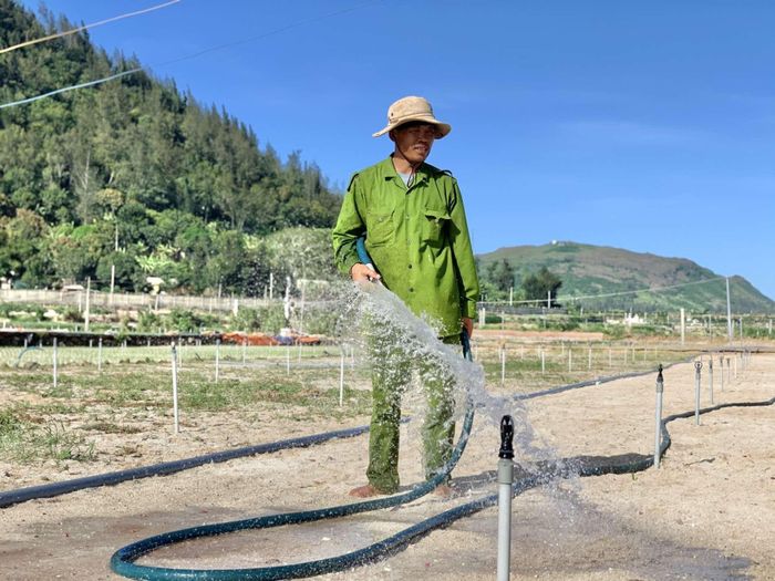 Người dân chắt chui từng giọt nước ngọt để cứu hành, tỏi. N.Y