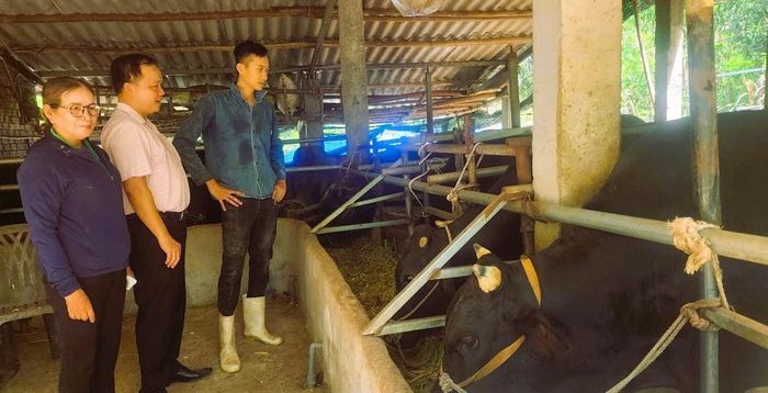 Mô hình chăn nuôi bò của gia đình bà Nguyễn Thị Bích ở xã Thăng Bình.