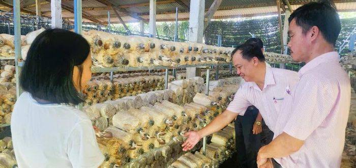 Tín dụng chính sách tiếp sức cho gia đình chị Đặng Thị Kim Thoa (phải) ở xã Thăng Bình phát triển mô hình trồng nấm bào ngư.