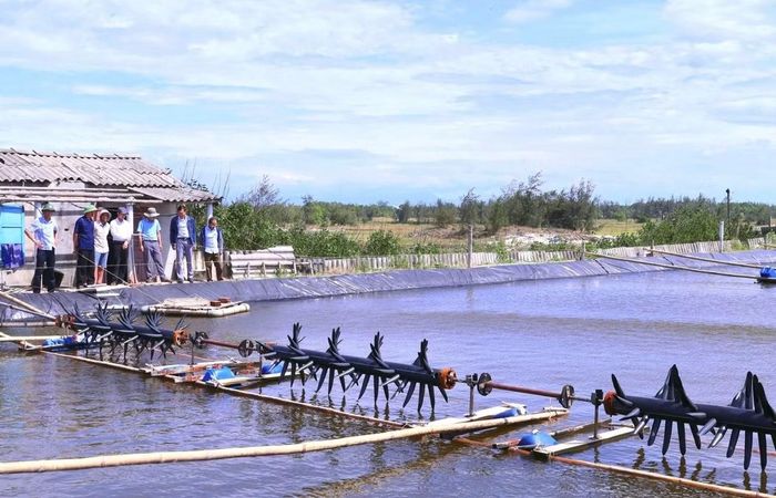 Mô hình nuôi cá kình trên cát mang lại hiệu quả kinh tế cao ở Nam Cửa Việt.