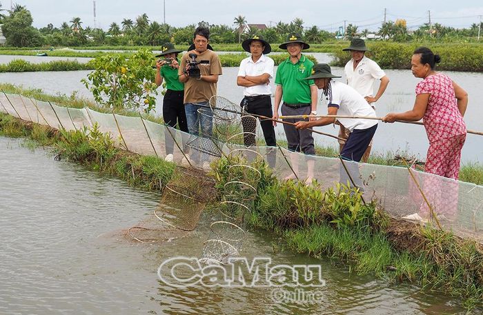 Vợ chồng ông Phong đặt lú thu hoạch vụ tôm sú gia hóa.
