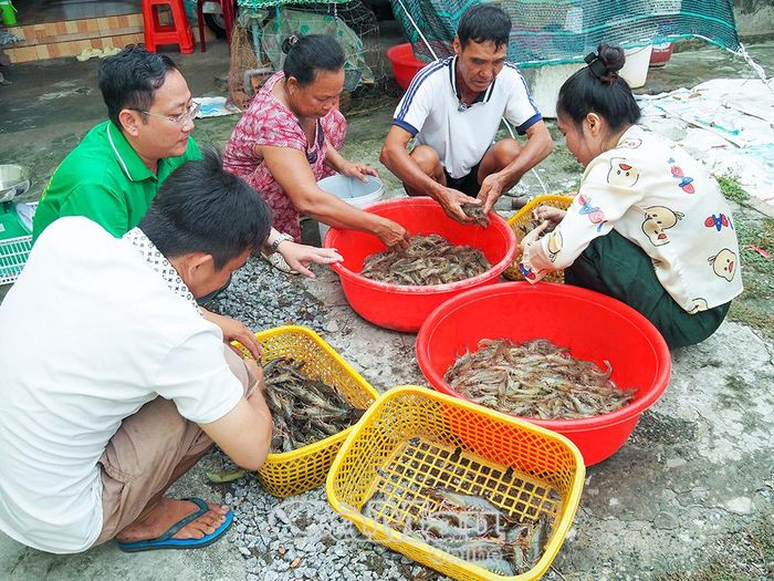 Hiện nay, gia đình ông Phong đang vào đợt thu hoạch tôm sú và thẻ gia hóa.
