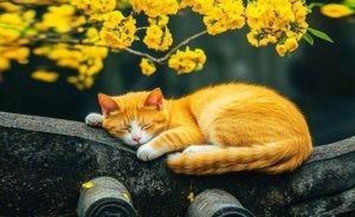 Tuổi Mão sống tình cảm, chân thành. Ảnh minh họa