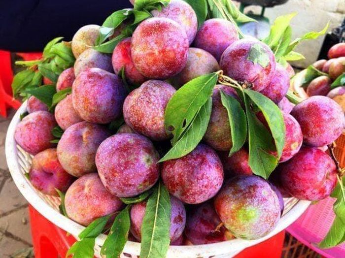 Mận thường được lựa chọn để cúng tết Đoan Ngọ. Ảnh minh họa.