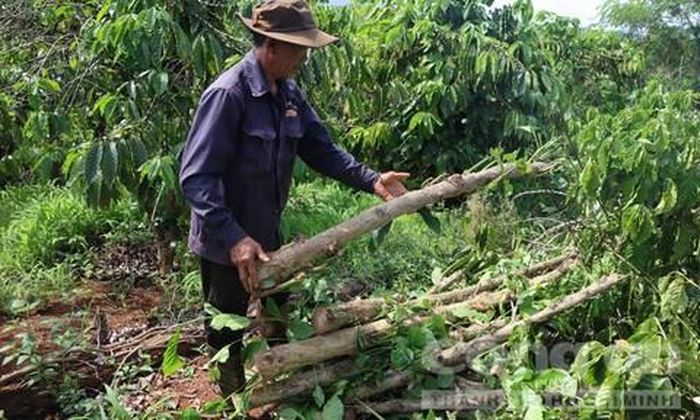 Người dân tự tay hạ những cây cà phê gắn bó với mình lâu nay để bàn giao mặt bằng cho đơn vị thi công cao tốc Quy Nhơn - Pleiku.