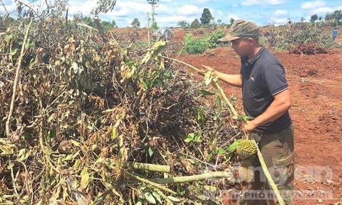 Anh Lê Viết Đức huy động người đến cưa hạ vườn cây 4,1 héc-ta của gia đình.