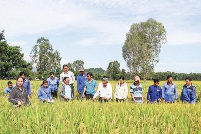 ĐBSCL vẫn là vùng sản xuất nông nghiệp lớn nhất cả nước