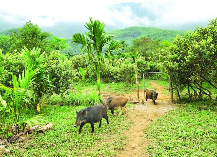 Heo đen Sơn Mai Farm được các khách sạn, nhà hàng hạng sang tìm kiếm săn lùng để đưa vào thực đơn đặc sản địa phương. (Ảnh Cáp Vương)