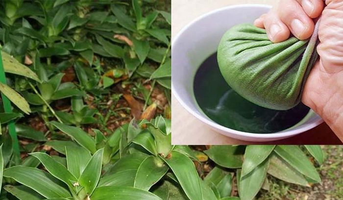 Cây lược vàng thường được dùng trong các trường hợp đau nhức xương khớp, đau lưng hoặc viêm khớp (Ảnh minh họa)