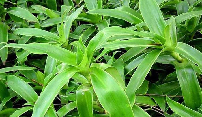 Cây lược vàng có vị nhạt, hơi chua, tính mát và ít độc (Ảnh minh họa)