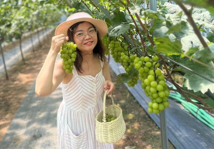 Khách hàng thích thú khi được trải nghiệm hái nho tại vườn của gia đình anh Vũ Văn Thu. Ảnh: VT