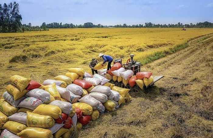 Nếu dệt may đón thêm đơn hàng phục vụ quá trình tái thiết tại các khu vực hậu xung đột, thì nhóm nông sản chủ lực gồm cà phê, hạt điều và hạt tiêu tiếp tục duy trì đà tăng trưởng.