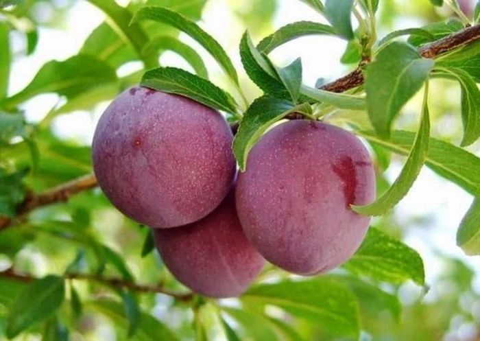 Cây mận nói chung và quả mận nói riêng là những vị thuốc độc đáo.