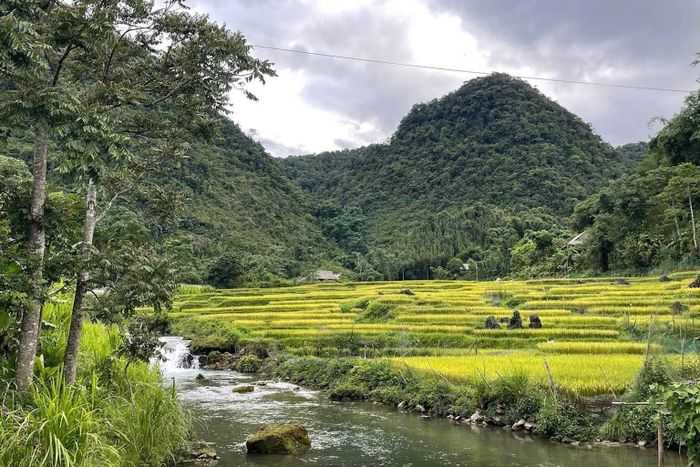 Khung cảnh mùa lúa chín ở Vân Sơn được anh Tư chia sẻ trên mạng xã hội.