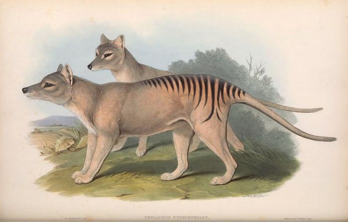 Hình minh họa loài thylacine, còn được gọi là hổ Tasmania hoặc sói Tasmania, của John Gould trong cuốn sách "Các loài động vật có vú của Australia" xuất bản năm 1863. Ảnh: BHL