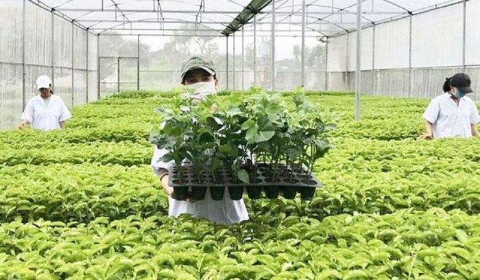 Tổ chức vi phạm về sản xuất, buôn bán giống cây trồng phạt đến 100 triệu đồng