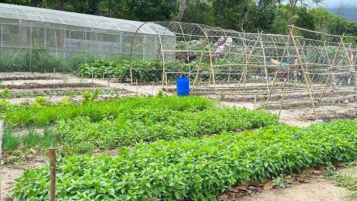 Phân hữu cơ từ rác thải sinh hoạt góp phần tạo nên những vườn rau xanh tốt giữa đảo xa.