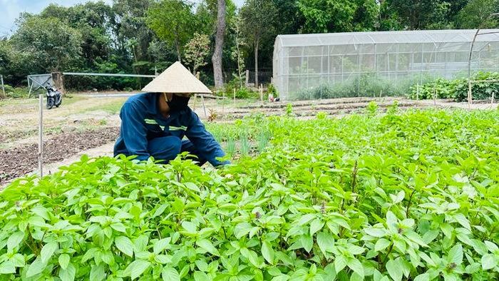 Những luống rau xanh tại vườn ươm được nuôi dưỡng từ nguồn phân compost tái chế từ rác hữu cơ.