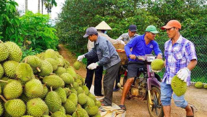 Những trái sầu riêng đạt chuẩn được thương lái thu mua ngay tại vườn.