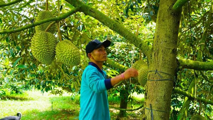 Sầu riêng được thu hoạch, phân loại kỹ lưỡng trước khi đưa vào chuỗi tiêu thụ và xuất khẩu.