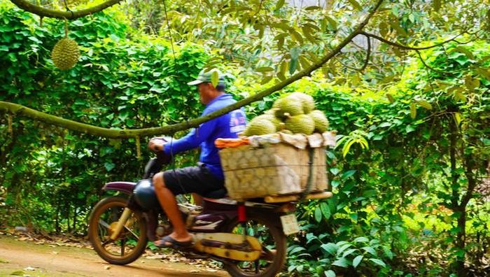 Các mã số vùng trồng giúp sầu riêng TPHCM đủ điều kiện xuất khẩu chính ngạch.