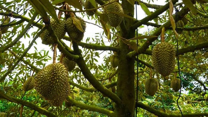 Quy trình chăm sóc sầu riêng theo hướng hữu cơ giúp giảm sử dụng hóa chất và nâng cao chất lượng sản phẩm.