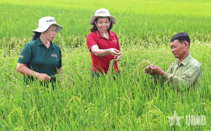 Người dân TP Hải Phòng hào hứng với giống lúa chất lượng cao Ngọc Nương 9. Ảnh: PHẠM HIẾU