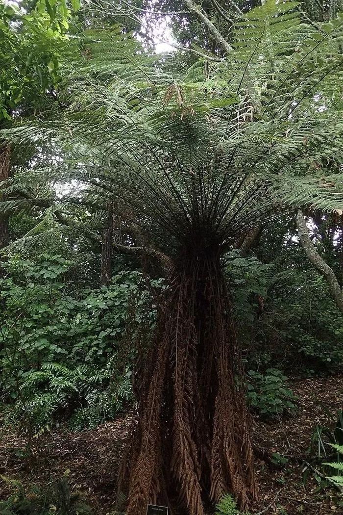 Ảnh: nativeplants