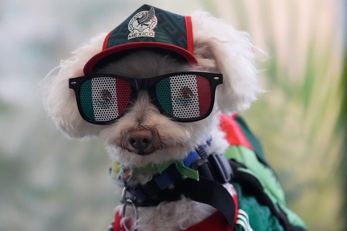  Một “fan 4 chân” siêu đáng yêu của đội tuyển Mexico. 