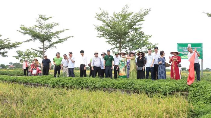 Các đại biểu tham quan, khảo sát quy trình canh tác tại vùng trồng lúa hữu cơ Đồng Phú - dòng gạo đang mang lại giá trị kinh tế cao cho nhà nông.