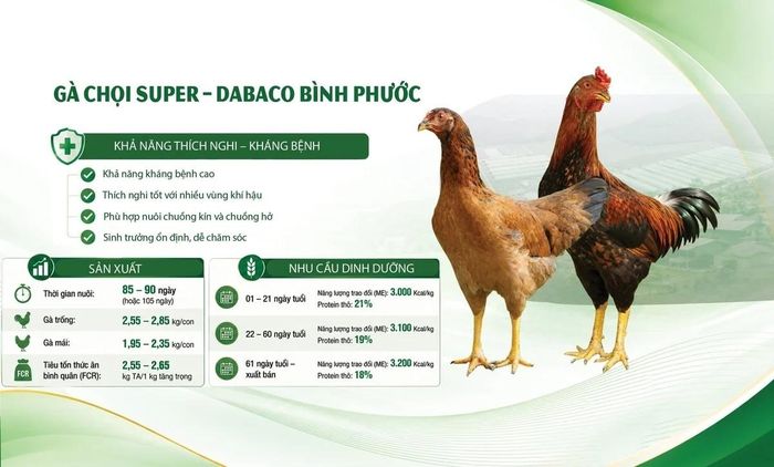 Giống gà Chọi Super - Dabaco Bình Phước mang lại hiệu quả rõ rệt tới người chăn nuôi nhờ năng suất vượt trội và tỉ lệ tiêu tốn thức ăn (FCR) tối ưu.